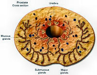 Prostate Cross-section